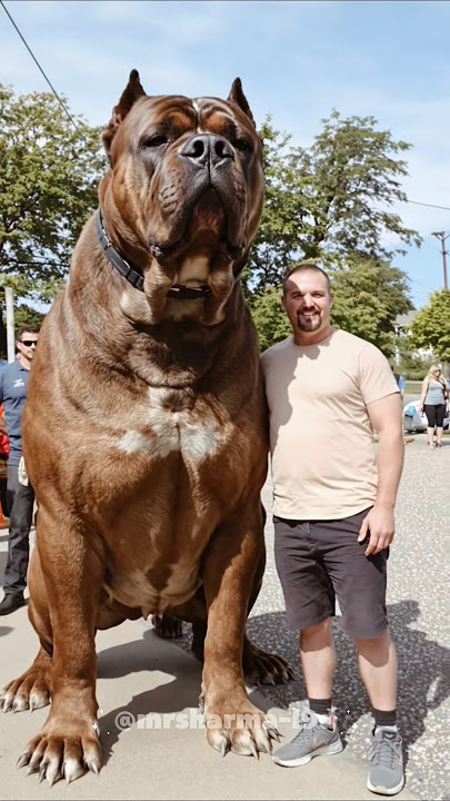 American Bulldog Power | ☠️☠️ #shorts #dog #shocking #bulldogs #animalbehavior
