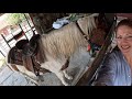 HORSE TRAIL RIDE IN DAVIE FL