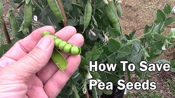 How To Save Pea Seeds To Plant Next Year