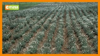 Pyrethrum farmers say sector suffering, needs reforms