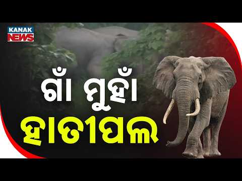 ୩୦ ଟିକିଆ ହାତୀପଲଙ୍କ ଉପଦ୍ରବ | Elephant Scare in Balangir: 30-Elephant Herd Enters Goat Breeding Centre