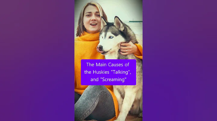 Why do Huskies "Talk" & "Scream"? #huskies
