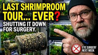 Shrimp Room Tour Before Eye Surgery | Tank Layout, Breeding, & Setup Tips