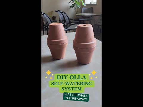 Self-watering olla DIY 
