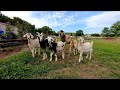 Goats, Chickens & Predators?! | Life On A Farm