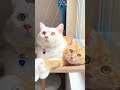Chatty kitty#しゃべる猫#わたしたちってとっても可愛いにゃんこカップルだよね?We’re such a pretty pair of little kitties, aren’t we?