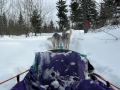 Riding in a Basket Pulled by Sled Dogs!