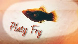 Keeping And Growing Platy Fry