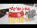 ちゅーるトンネルが猫に大人気！3匹で遊びまくり！ - A toy in a tunnel is very popular with cats. -