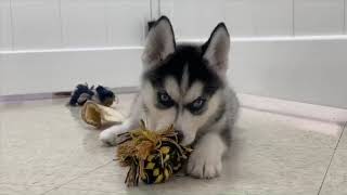 Siberian Husky Puppy For Sale | Chews A Puppy by Chews A Puppy 123 views 4 years ago 1 minute, 53 seconds