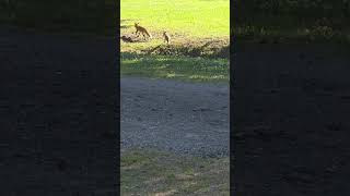 The Babies #babies ##babyanimals