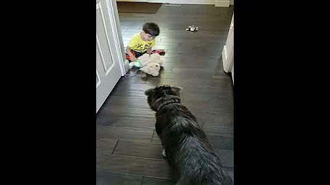 Dog vs dog
