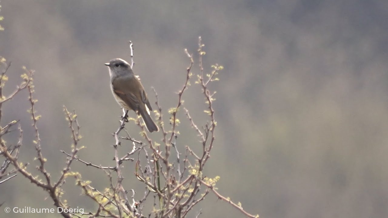 Patagonian Tyrant (Colorhamphus parvirostris) | Viudita | Canal El Carmen, Huechuraba (CHILE)