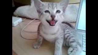 Cleopatra, Egyptian Mau kitten talking