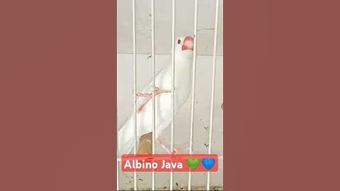 Albino Java Beauty || #birds #redeyes #shorts #viralvideos