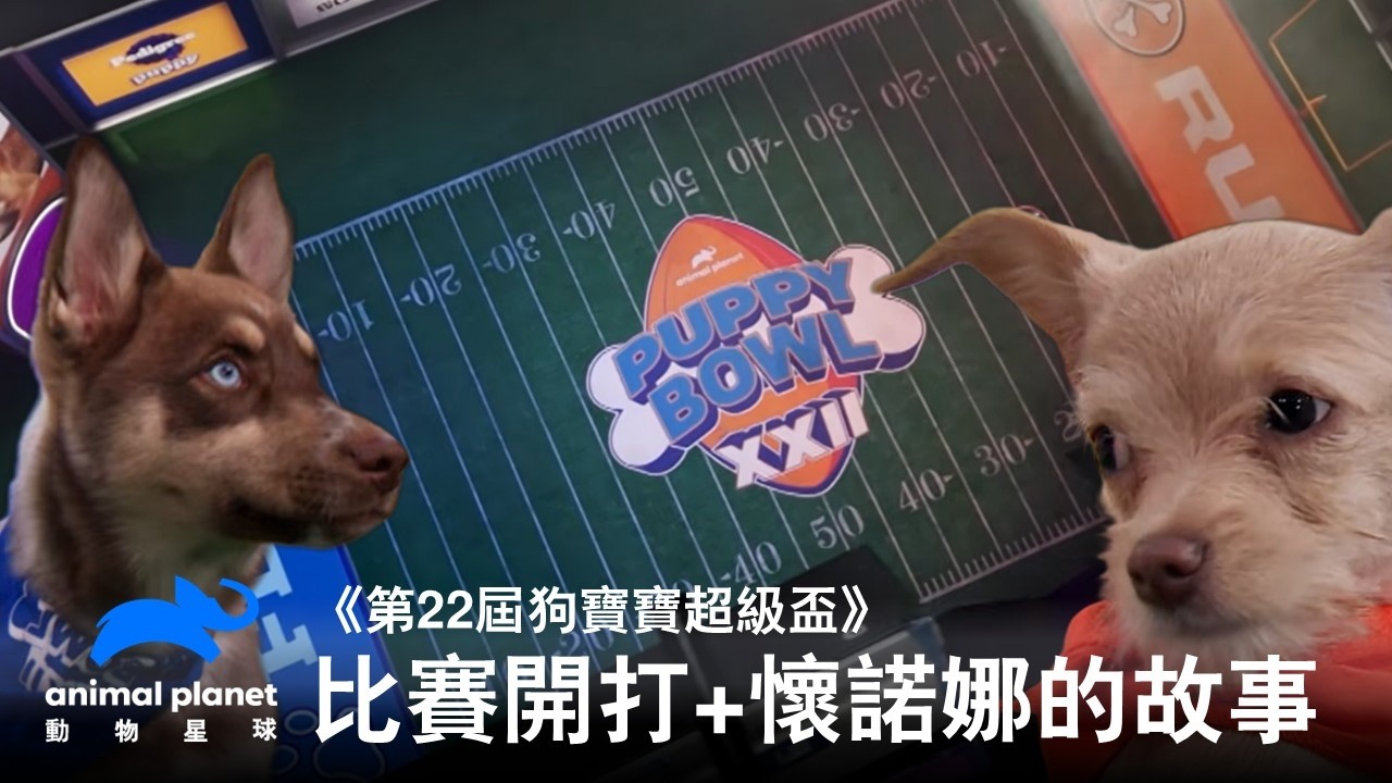超萌汪星人比賽也是最動感、最可愛的領養活動!各種有故事的浪犬、鬥嘴、午睡、玩耍給你看~《第22屆狗寶寶超級盃》 縮圖