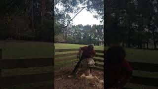 Blade shearing Romney ram