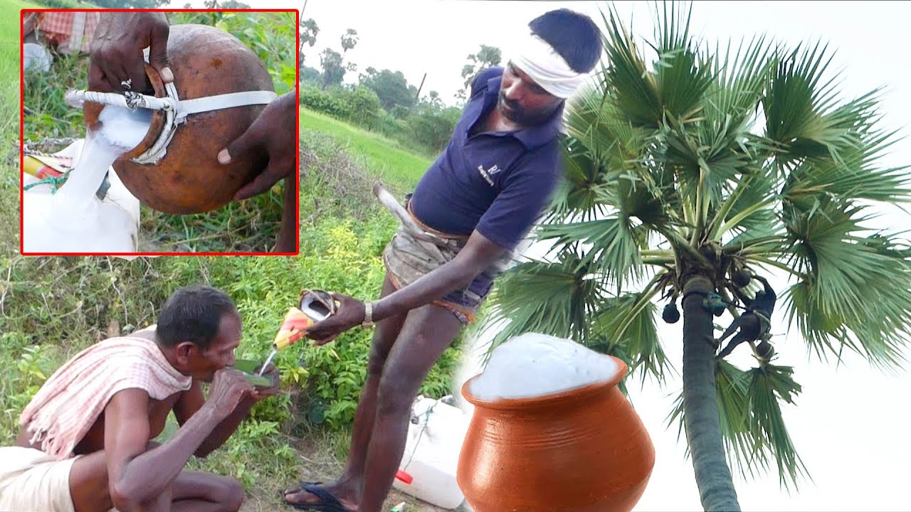 How To Make Palm Wine | Toddy palm Wine, Toddy Sap in Village | Health Beenfits of PALM WINE (KALLU)