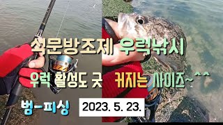 석문방조제 우럭낚시 우럭 활성도 굿  커지는 우럭 사이즈~