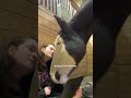 Horse Didn T Trust His Mom Until She Watched Movies With Him The Dodo 
