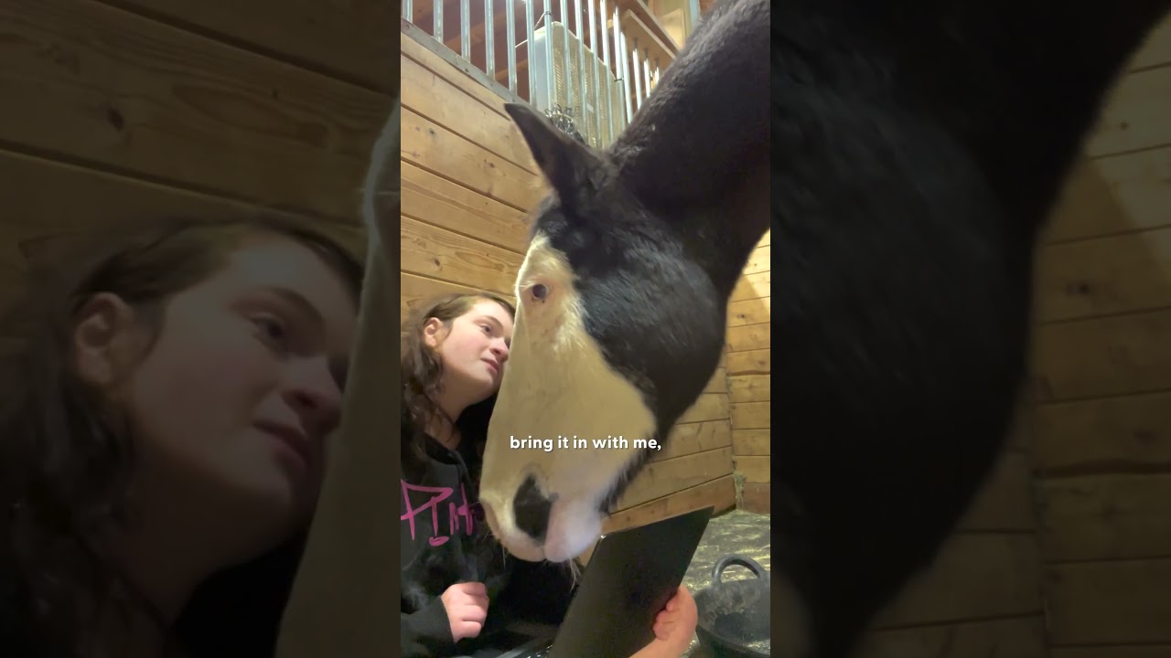 Horse Didn't Trust His Mom Until She Watched Movies With Him | The Dodo