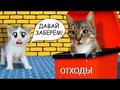 Спасение Бездомной Кошки! Она Беременна! Реакция Кота Малыша И Кошечки Мурки На Историю Про Кошку