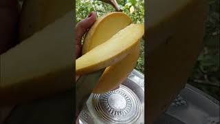 #mango #fruit #freshly #tasty #nature #freshlypicked #fruitcutting