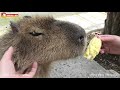 Скучали? И Капитошка тоже! Капибара - самый добрый зверек планеты. Тайган. Capybara - kindest animal