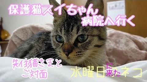保護猫スイちゃん 先住猫さまとご対面〜😺😸😽😻