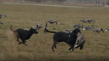 Broad Valley - A Goose and Duck Hunting Film by Slade Northwest