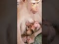#monkey #monkeysr #monkeysr #animals #babymo #cute #babymonkey #funny #baby #babyanimal