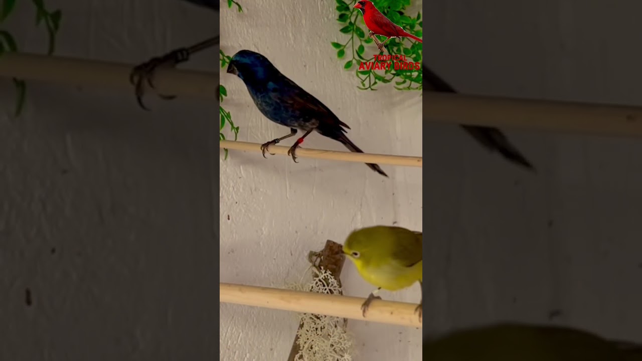 Indoor Bird Aviary | Finches