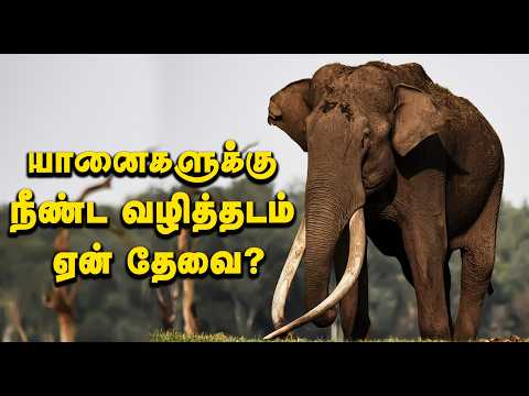 யானைகளுக்கு நீண்ட வழித்தடம் ஏன் தேவை?