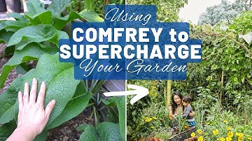 Growing and using comfrey - a free fertiliser to supercharge your garden | Permaculture food forest