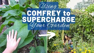 Growing and using comfrey  a free fertiliser to supercharge your garden | Permaculture food forest