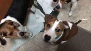 Bagel, Snoopy And Dukes Greeting