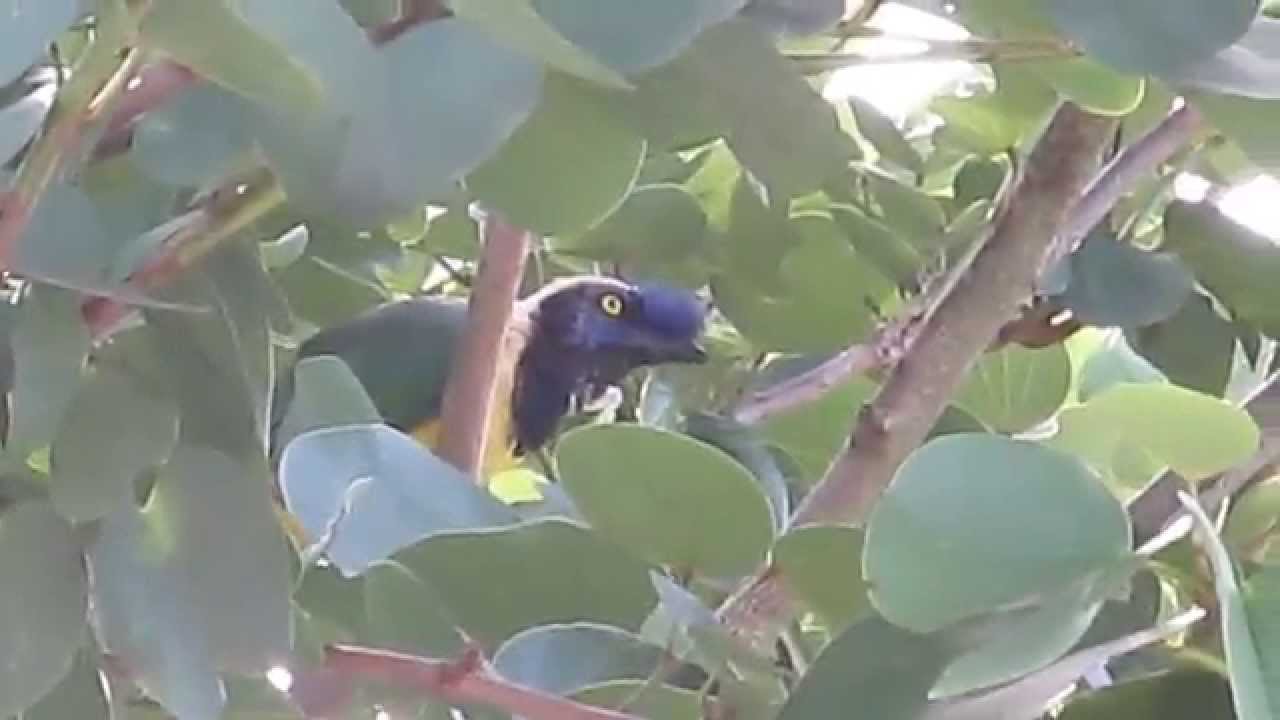 Green jay - Carriquí de Montaña - Cyanocorax yncas (urraca querrequerre, urraca verde, urraca café)