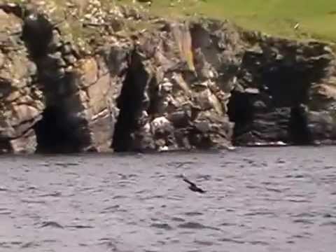 Shetland Bonxies.