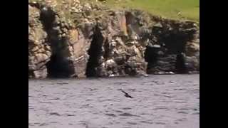 Shetland Bonxies.