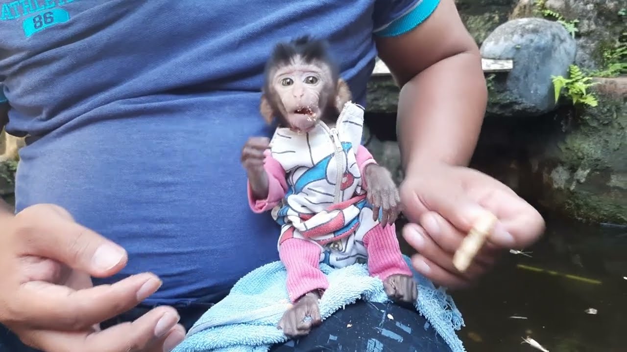 OMG,, get pr4nk cat sound,, baby minkey libby auto quick run