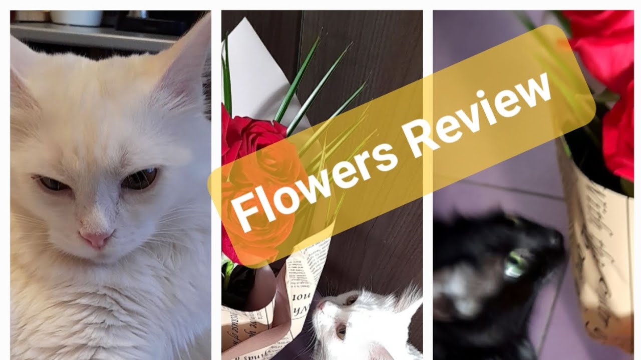 Flowers review🤔💐 Catified edition.🐈🐾Are they right?🧐🤣 YouTube