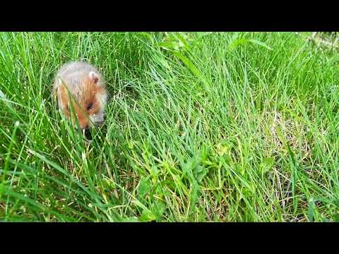 Cute baby animal (harciog)