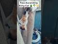 Tree Climbing Expert Cat 🌲🌴 🐈 #shorts #ytshorts #youtubeshorts #love #cat #cats