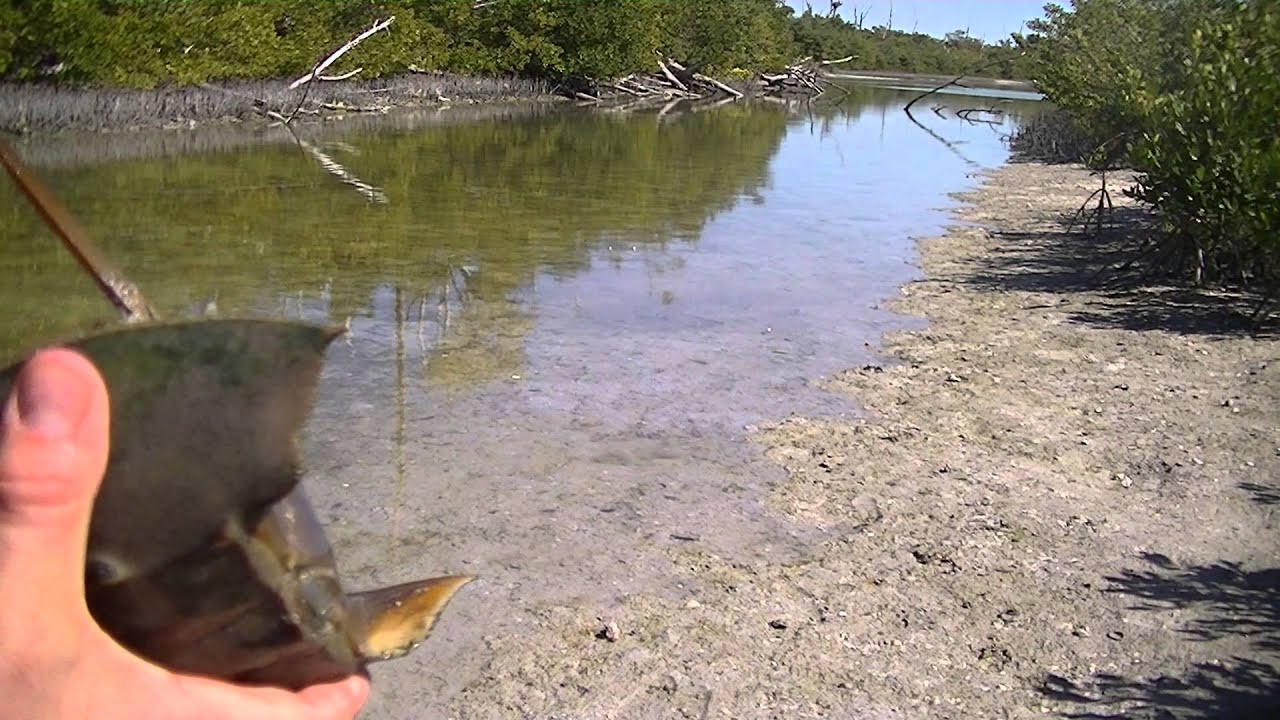 Horseshoe Crab, Sanibel Island, Florida 2015 YouTube