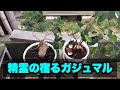 【観葉植物】ガジュマルの挿し木と育て方 経過を見て行こう