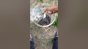 Bẫy cá linh bằng chai nhựa 5 lít