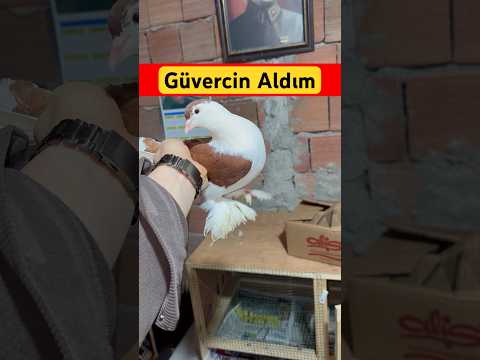 Yeni Güvercin Aldım 😍