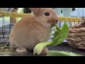 Baby bunny loves bbok choy, and munches enthusiastically: 兔寶寶喜歡吃白菜，吃得津津有味。