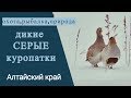 Серые куропатки в дикой природе.