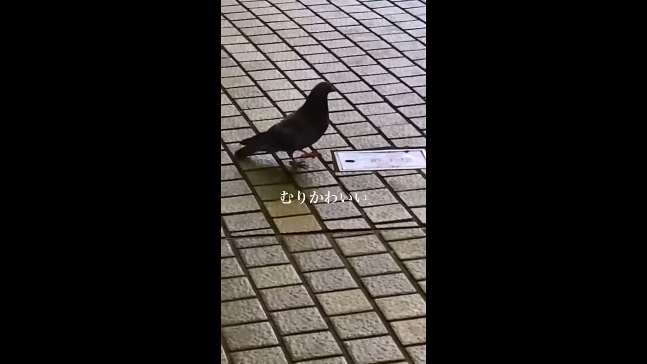 Wrcuiplyd7pr0m